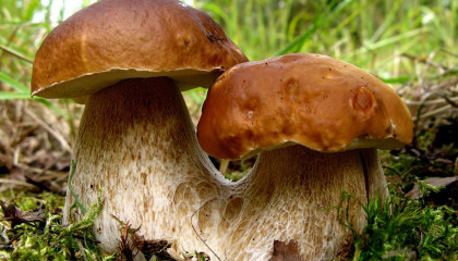 Смакоароматичні домішки грибні смаки, ароматизатор  грибів